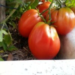 Tomatoes