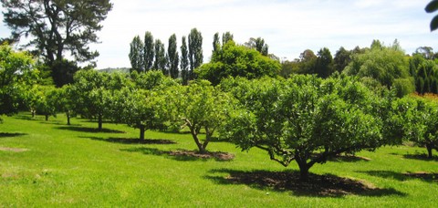 Our beautiful orchard was loved by and nurtured my family and friends. It also became a centre of learning and inspiration over my 16 years in the media