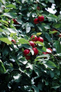 Crab apples growing on the tree