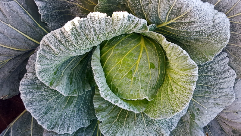 cabbage in the frost